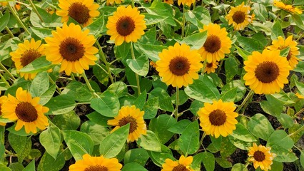 Obraz premium A vibrant field of sunflowers showcasing bright yellow petals and rich brown centers, surrounded by lush green leaves.