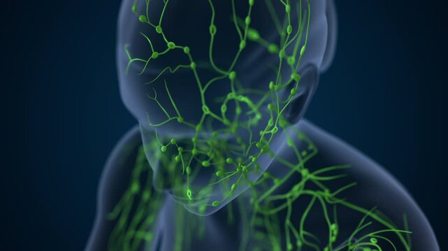 Lymphatic Vessels Circulating Immune Defense Fluids