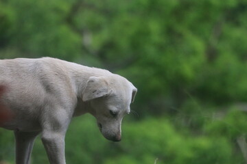 Street dogs in Ella, Sri Lanka.