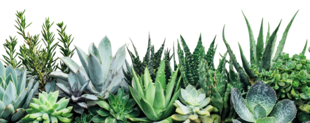 PNG Aloe Vera and succulents as the bottom border plants aloe arrangement.