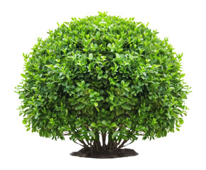 Naklejka premium PNG Bush plant vegetation decoration.