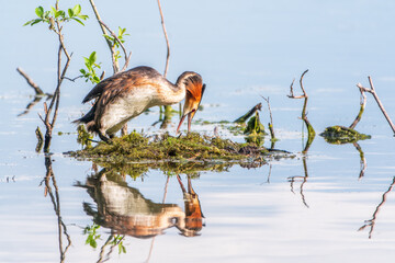 Great Crested Grebe, Podiceps cristatus, water bird sitting on the nest, nesting time on the green lake