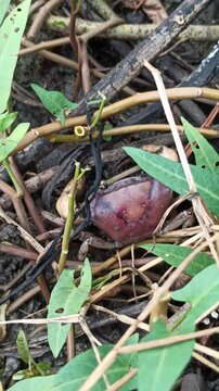 Gecarcinucoidea in the field