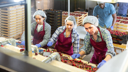 Group of farmers working at cherry production farm
