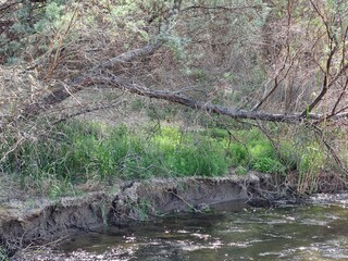 Wonderful river in the forest
