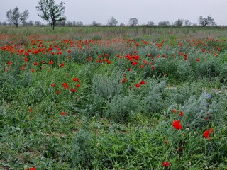 poppy field in the spring
