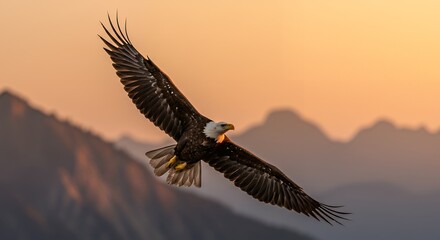 Obraz premium Eagle Flying Over Mountain Range During Golden Hour