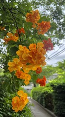 Vibrant Orange Flowers Blooming in Lush Garden