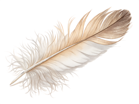 feather on white background, PNG