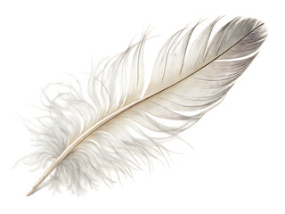 Obraz premium feather on white background, PNG