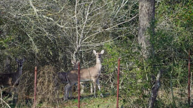 Watch an alert White-tailed Doe in a forest setting as she emphatically stomps her foot, a clear warning signal to others that she has detected something. This video captures this fascinating communic