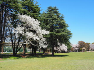 桜の咲く芝生の公園