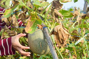 Closeup shot of a young green melon on a farm garden. Melon in the garden. Growing melon. Close up photo. Melon or cantaloupe is sweet fruit dessert