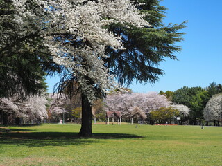 桜の咲く芝生の公園