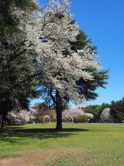 桜の咲く芝生の公園