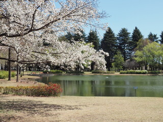 桜が咲いた池のある公園の風景