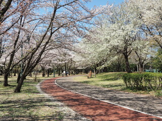 桜の舞い散る散歩路