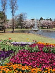 桜が咲いた池のある公園の風景