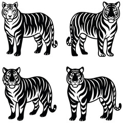 Obraz premium Tigers - wild animals, vector design of tigers isolated on white background