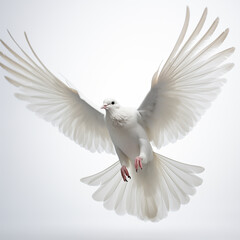 White Dove Bird, Spreading Wings, Flying, Light Background, Bird in Flight