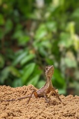 small lizard