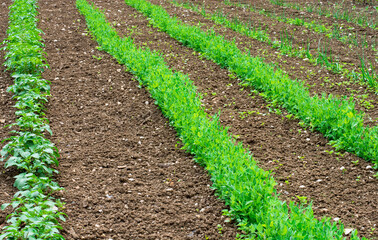 the small plants grow undisturbed in the open air