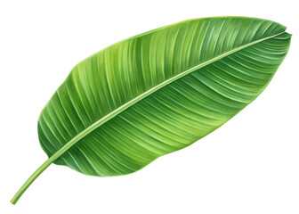 one banana leaf isolated on white background, PNG