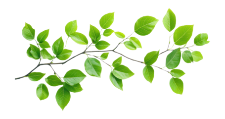 PNG Green leaves branches leaf plant eco-friendly.