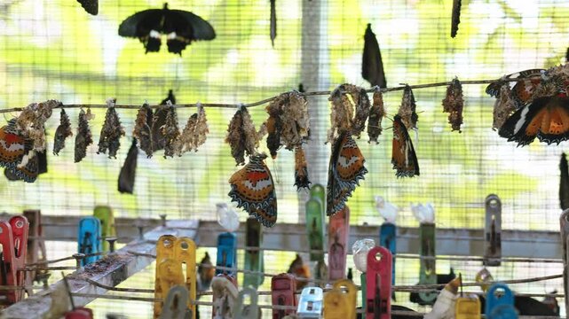 Butterfly farm with butterflies and their pupae hanging in a terrarium
