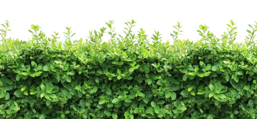 Obraz premium PNG Real green bush hedge plant vegetation.