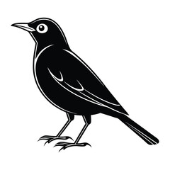 American robin vector illustration, American robin Silhouette, Bird vector art and illustration