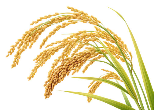 ripe paddy isolated on white background, PNG