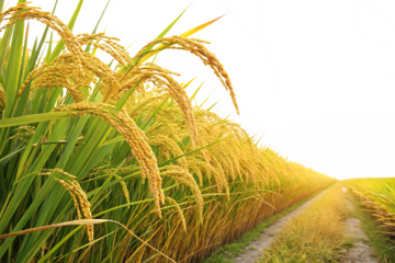 ripe paddy isolated on white background, PNG