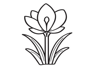 Crocus Flower line art
