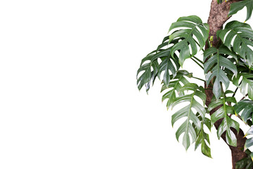 Vivid Green Monstera Leaves with Split Patterns in Focus