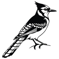 Blue jay bird black silhouette, Blue jay vector art and illustration, Bird vector 