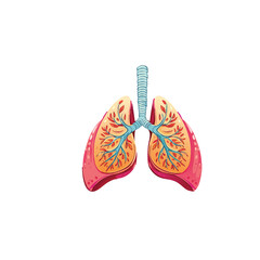 lungs clipart