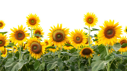 Fototapeta premium Scenic Panorama Shot of Beautiful Day Over Sunflowers Field, Nature Landscape
