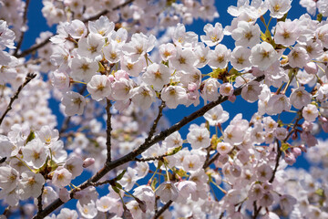 Cherry blossoms in full bloom