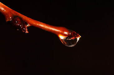 A droplet of water is on a leaf