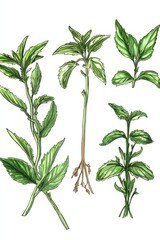 Obraz premium Illustration of Stevia rebaudiana showcasing different plant parts and their features