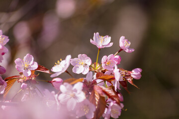 pink cherry blossom