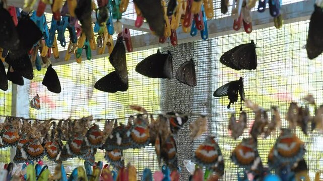 Butterfly farm with butterflies and their pupae hanging in a terrarium
