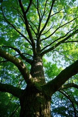 Fototapeta premium a view up into the canopy of a tree in a forest