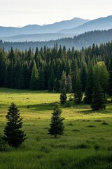 trees in a field with mountains in the background
