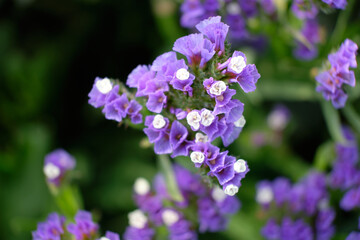 Purple statice is a garden plant in bloom