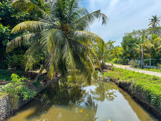 A palm tree is growing next to a body of water