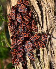 Groupe de gendarmes, insectes