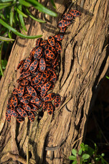 Groupe de gendarmes, insectes