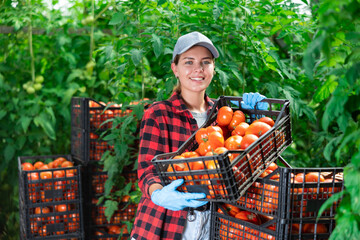 Smiling young female greenhouse worker picking ripe red tomatoes, laying out boxes with harvested...